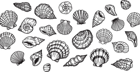 Collection of various seashells isolated on transparent background