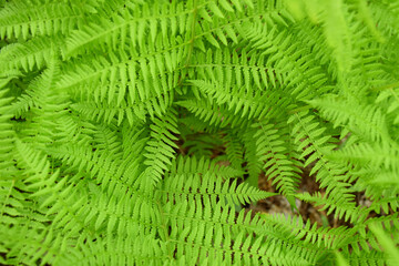 Ferns in the spring, Sainte-Apolline, Qu&eacute;bec, Canada