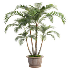 Obraz premium Multi Stem Tropical Palm Tree Indoor Plant Isolated
