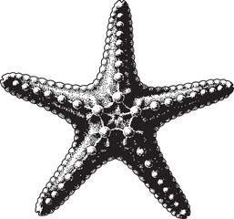 Hand drawn starfish illustration with textured details isolated