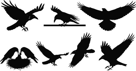 Fototapeta premium Crow and raven silhouette collection in flight, landing and feeding, wild bird poses for nature design and illustration