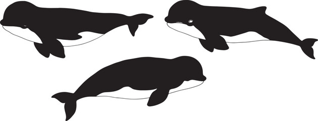 Three dolphins swimming together in synchronized motion