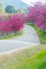 Winding road lined with vibrant cherry and sakura trees in full blossom creates stunning natural tunnel of pink flowers in springtime