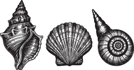 Three different seashells isolated on transparent background