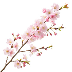 Delicate and blossoming pink cherry blossom branch with numerous fully opened flowers and budding petals, presented in a realistic photographic style, gracefully, isolated on transparent background.
