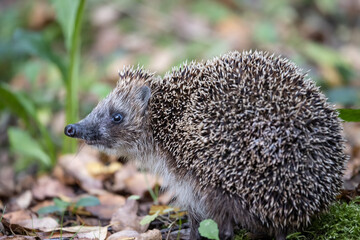 European hedgehog (Erinaceus europaeus) in the forest of Moscow region © Дмитрий Финкель