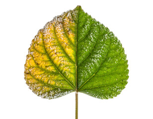 Frosted green leaf with icy crystals and yellowing veins macro winter botanical texture on isolated background