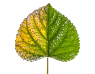 Frosted green leaf with icy crystals and yellowing veins macro winter botanical texture on isolated background