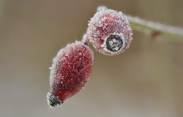 dzika róża zimową porą © Tomasz
