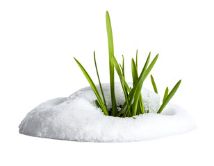 Green grass blades emerging through soft snow winter thaw concept nature close up cutout on isolated background