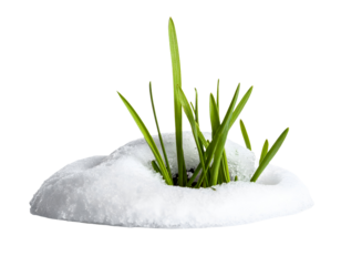 Green grass blades emerging through soft snow winter thaw concept nature close up cutout on isolated background