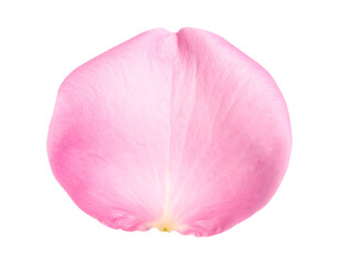 Single soft pink rose petal macro close up delicate floral texture cutout on isolated background