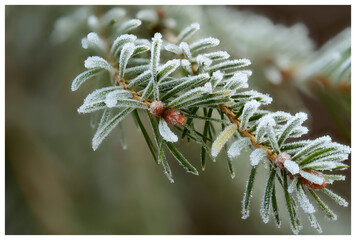 Świerk zimową porą