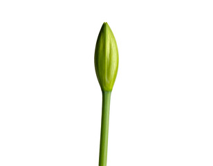 Slender green flower bud on stem unopened botanical macro close up minimal cutout on isolated background