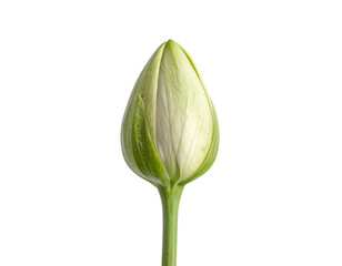 White lily flower bud with green sepals and long stem botanical macro close up cutout on isolated background