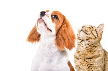 Portrait of a cute Spaniel puppy and Scottish Straight cat, side view, isolated on white background