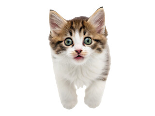 Obraz premium Adorable, fluffy, and wide-eyed young tabby kitten with a predominantly white chest and paws, exhibiting a playful pouncing pose directly towards the viewer,, isolated on transparent background.