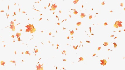 Autumnal maple leaves rotation on white background. Falling autumn leaves- Vibrant autumn leaves gently falling. Falling yellow leaves overlay- Orange autumn leaves flutter down fall season.
