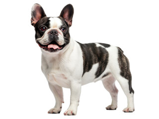 Fototapeta premium Adorable, compact French Bulldog with a striking piebald coat of black and white, standing in a relaxed pose with a slightly open mouth revealing a pink tongue,, isolated on transparent background.