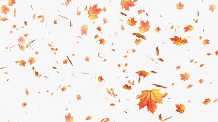 Autumnal maple leaves rotation on white background. Falling autumn leaves- Vibrant autumn leaves gently falling. Falling yellow leaves overlay- Orange autumn leaves flutter down fall season.