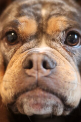 A closeup of a cute English Bulldog looking at camera. Beautiful young dog, best friend concept 