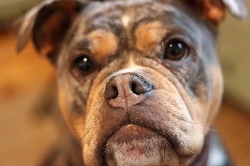 A closeup of a cute English Bulldog looking at camera. Beautiful young dog, best friend concept 