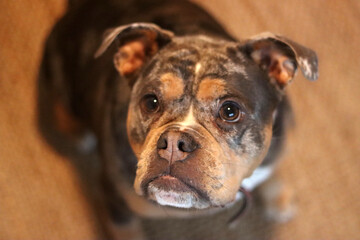 A closeup of a cute English Bulldog looking at camera. Beautiful young dog, best friend concept 