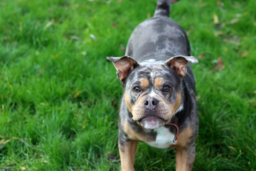 Close up portrait of a cute funny English Bulldog dog. Portrait of a purebred dog on a green background in the park