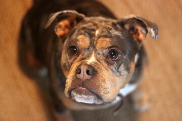 A closeup of a cute English Bulldog looking at camera. Beautiful young dog, best friend concept 