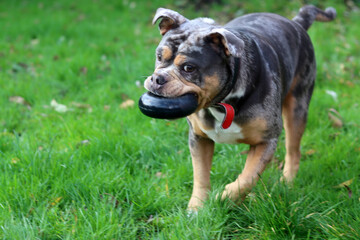 American Staffordshire Terrier playing with a toy in the garden.