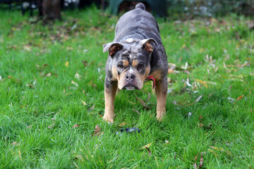 Close up portrait of a cute funny English Bulldog dog. Portrait of a purebred dog on a green background in the park
