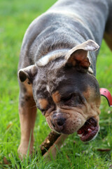 English bulldog playing with stick on green grass in the park. Space for text