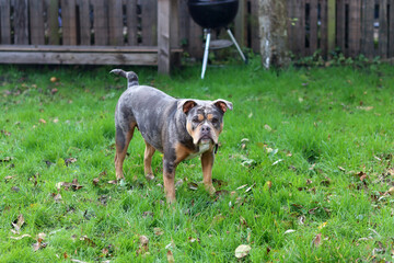 Close up portrait of a cute funny English Bulldog dog. Portrait of a purebred dog on a green background in the park