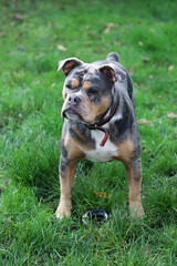 Close up portrait of a cute funny English Bulldog dog. Portrait of a purebred dog on a green background in the park