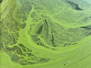 Green algae forms patterns on the surface of water in a lake during a sunny day in summer