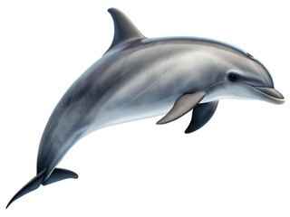 Fototapeta premium Sleek, photorealistic bottlenose dolphin with smooth, gray skin and subtle shading, dynamically leaping through the water with a gentle curve to its body,, isolated on transparent background.