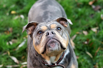 Close up portrait of a cute funny English Bulldog dog. Portrait of a purebred dog on a green background in the park