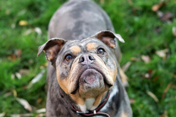 Close up portrait of a cute funny English Bulldog dog. Portrait of a purebred dog on a green background in the park