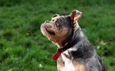 Close up portrait of a cute funny English Bulldog dog. Portrait of a purebred dog on a green background in the park