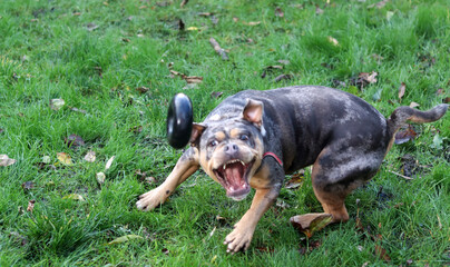 American Staffordshire Terrier playing with a toy in the garden.