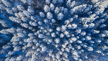Top down aerial view of a snow covered evergreen forest in winter. Frosted pine trees form a natural abstract pattern, creating a serene, cold, and atmospheric winter landscape.
