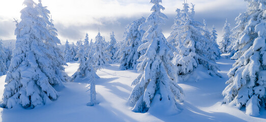 Winter mountain landscape with snow covered evergreen forest and soft rolling terrain. Pristine alpine scenery with long shadows, blue tones, and untouched snow under clear winter light.