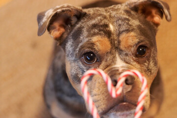 Close up of a dog eating a candy cane and looking at the camera