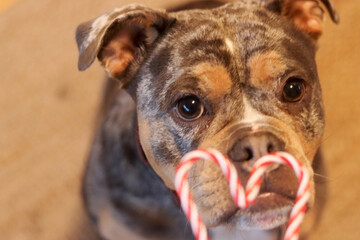 Close up of a dog eating a candy cane and looking at the camera