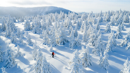 Ski mountaineer touring through a snow covered alpine forest in winter. Pristine landscape with frosted trees, deep snow, and soft winter light, expressing adventure, solitude, and freedom.