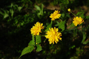 Closeup of Kerria Japonica Pleniflora twig with yellow flowers and green leaves in the sunlight in spring
