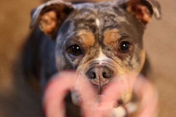 Close up of a dog eating a candy cane and looking at the camera