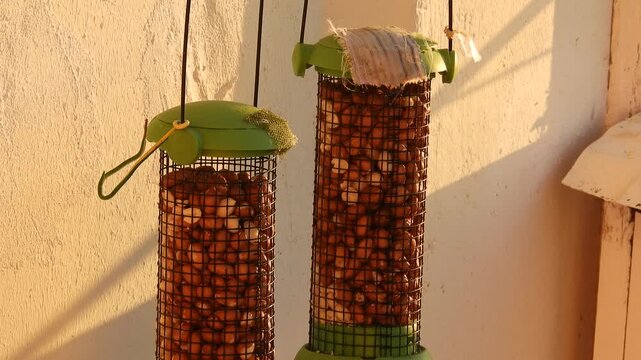 A wild bird, a great tit, eats raw, unshelled peanuts from a vertical mesh feeder in the orange rays of dawn on a sunny winter morning.