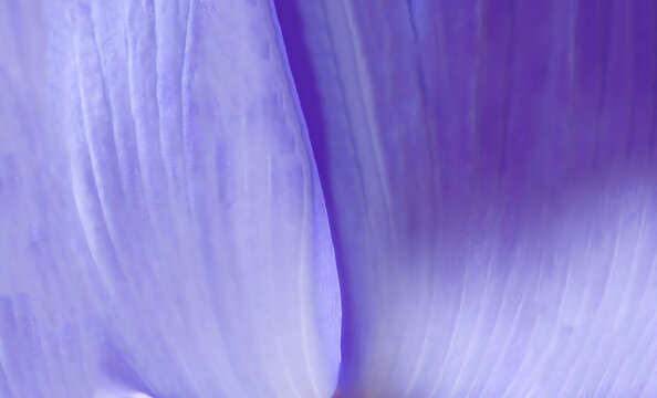 Violet flower petal macro texture background