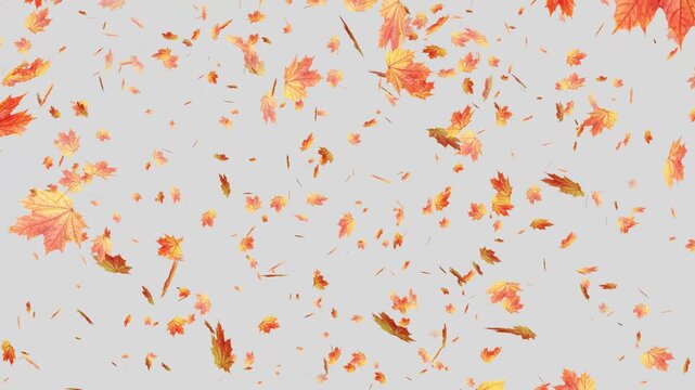 Autumnal maple leaves rotation on white background. Falling autumn leaves- Vibrant autumn leaves gently falling. Falling yellow leaves overlay- Orange autumn leaves flutter down fall season.